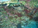 rock lobster * 2048 x 1536 * (1018KB)